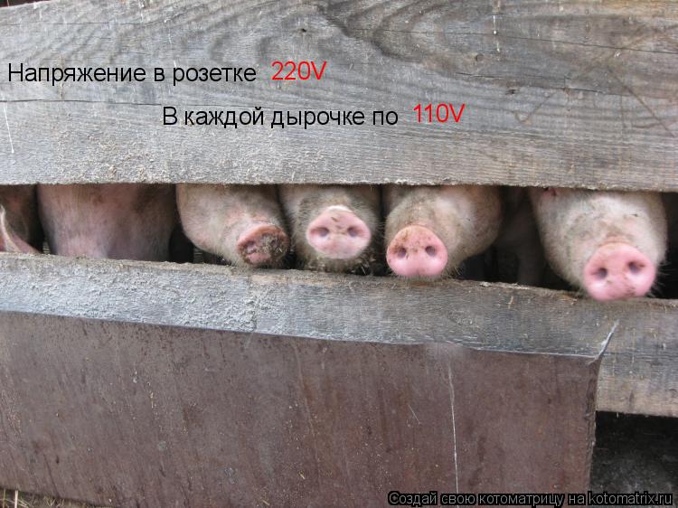 Напряжение в розетке 220V В каждой дырочке по 110V... Котоматрица: Напряжение в розетке 220V В каждой дырочке по 110V