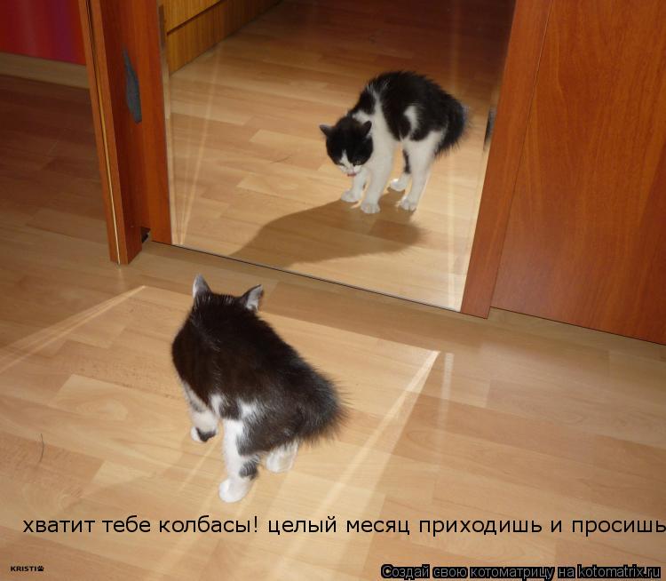хватит тебе колбасы! целый месяц приходишь и просишь... Котоматрица: хватит тебе колбасы! целый месяц приходишь и просишь