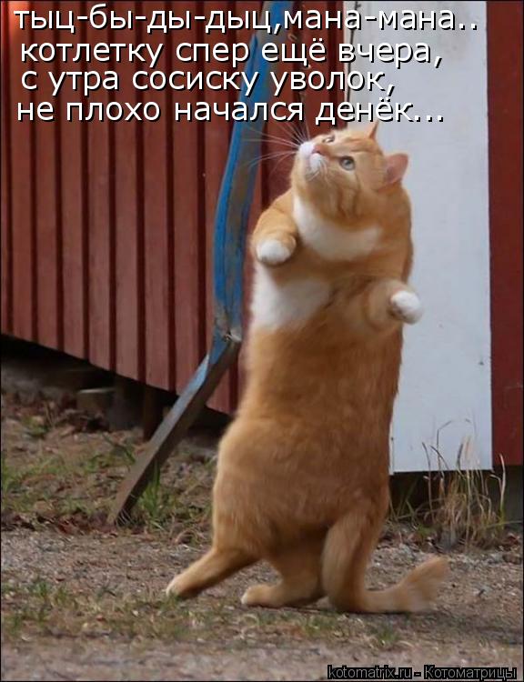 тыц-бы-ды-дыц,мана-мана.. котлетку спер ещё вчера, с утра сосиску уволок, не плохо начался денёк...... Котоматрица: тыц-бы-ды-дыц,мана-мана.. котлетку спер ещё вчера, с утра сосиску уволок, не плохо начался денёк...