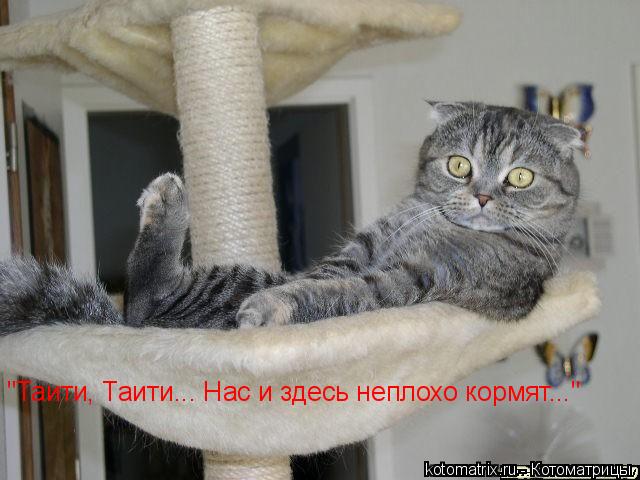 "Таити, Таити... Нас и здесь неплохо кормят..."... Котоматрица: "Таити, Таити... Нас и здесь неплохо кормят..."