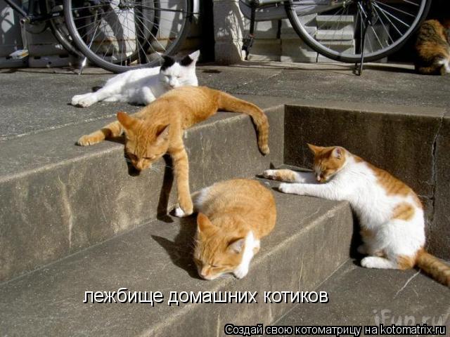 лежбище домашних котиков... Котоматрица: лежбище домашних котиков