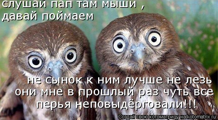 слушай пап там мыши , давай поймаем не сынок к ним лучше не лезь они мне в прошлый раз чуть все пер... Котоматрица: слушай пап там мыши , давай поймаем не сынок к ним лучше не лезь они мне в прошлый раз чуть все перья неповыдёрговали!!!