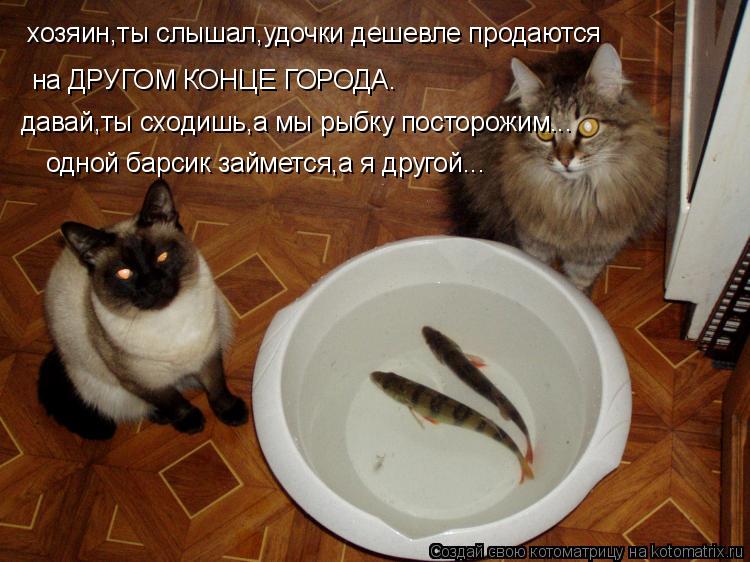 хозяин,ты слышал,удочки дешевле продаются на ДРУГОМ КОНЦЕ ГОРОДА. давай,ты сходишь,а мы рыбку посторо... Котоматрица: хозяин,ты слышал,удочки дешевле продаются на ДРУГОМ КОНЦЕ ГОРОДА. давай,ты сходишь,а мы рыбку посторожим... одной барсик займется,а я другой.