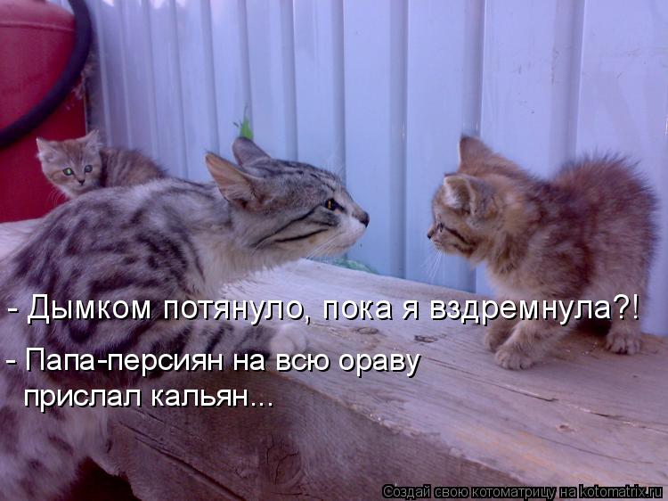 - Дымком потянуло, пока я вздремнула?! - Папа-персиян на всю ораву прислал кальян...... Котоматрица: - Дымком потянуло, пока я вздремнула?! - Папа-персиян на всю ораву прислал кальян...