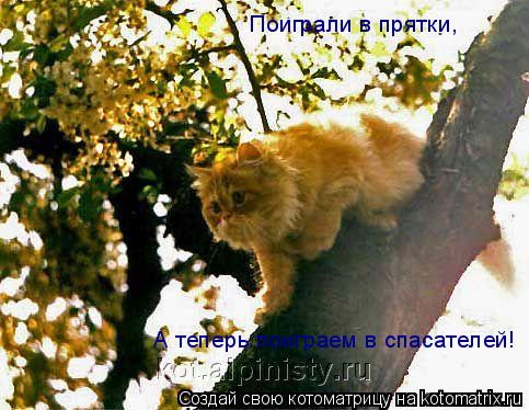 Поиграли в прятки, А теперь поиграем в спасателей!... Котоматрица: Поиграли в прятки, А теперь поиграем в спасателей!