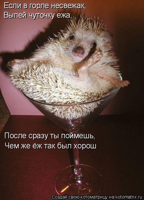 Если в горле несвежак, Выпей чуточку ежа, После сразу ты поймешь, Чем же ёж так был хорош... Котоматрица: Если в горле несвежак, Выпей чуточку ежа, После сразу ты поймешь, Чем же ёж так был хорош