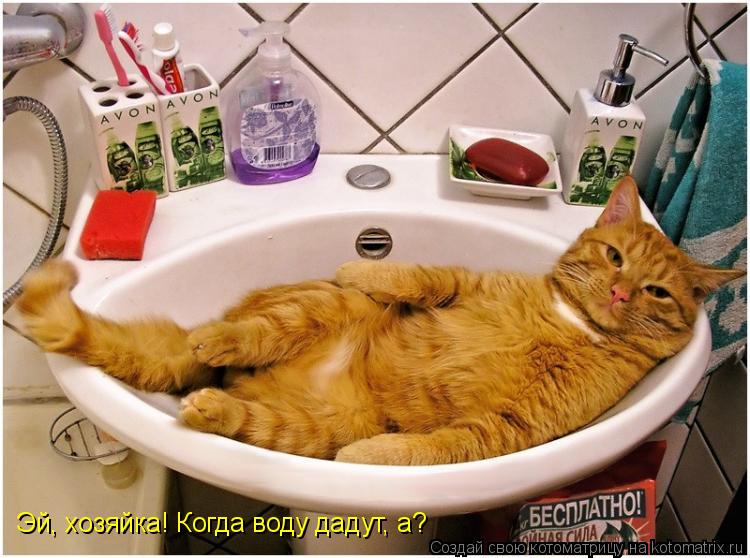 Эй, хозяйка! Когда воду дадут, а?... Котоматрица: Эй, хозяйка! Когда воду дадут, а?