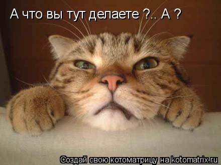 А что вы тут делаете ?.. А ?... Котоматрица: А что вы тут делаете ?.. А ?