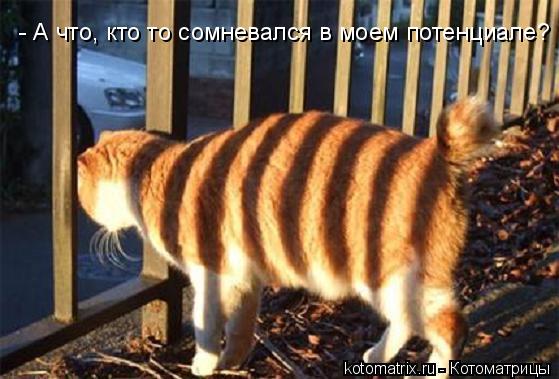 - А что, кто то сомневался в моем потенциале?... Котоматрица: - А что, кто то сомневался в моем потенциале?
