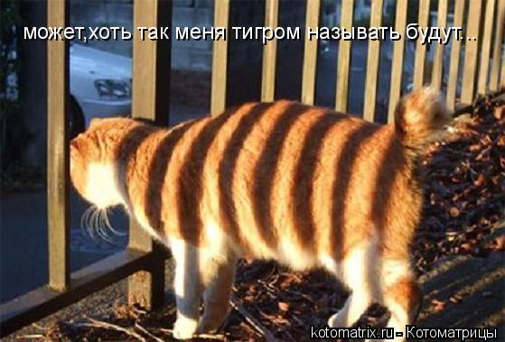 может,хоть так меня тигром называть будут...... Котоматрица: может,хоть так меня тигром называть будут...