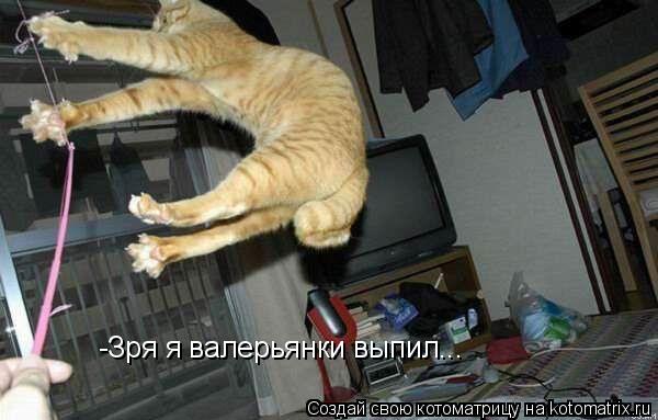 -Зря я валерьянки выпил...... Котоматрица: -Зря я валерьянки выпил...