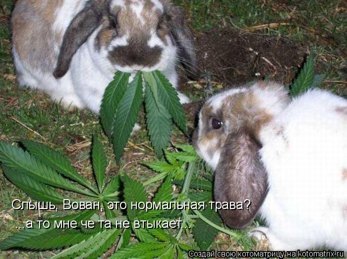 Слышь, Вован, это нормальная трава? Слышь, Вован, это нормальная трава? ...а то мне че та не втыкает.... Котоматрица: Слышь, Вован, это нормальная трава? Слышь, Вован, это нормальная трава? ...а то мне че та не втыкает... ...а то мне че та не втыкает...