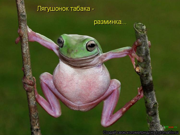 Лягушонок табака - разминка...... Котоматрица: Лягушонок табака - разминка...