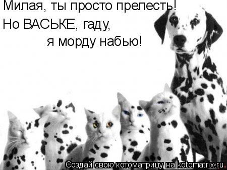 Но ВАСЬКЕ я морду набью! Но ВАСЬКЕ, гаду, Милая, ты просто прелесть!... Котоматрица: Но ВАСЬКЕ я морду набью! Но ВАСЬКЕ, гаду, Милая, ты просто прелесть!