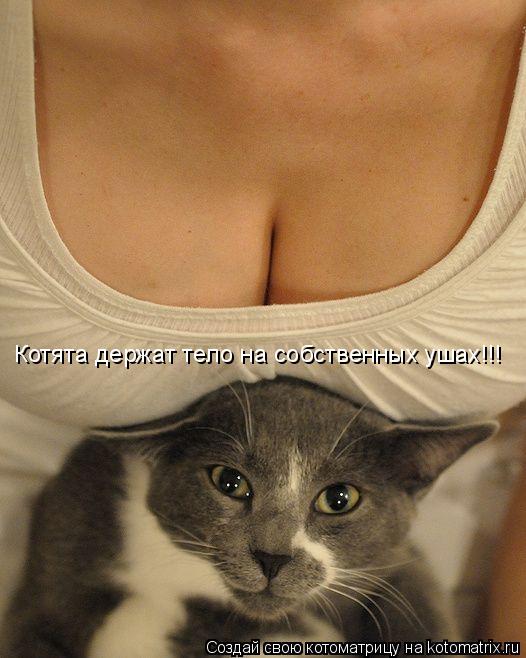 Котята держат тело на собственных ушах!!!... Котоматрица: Котята держат тело на собственных ушах!!!