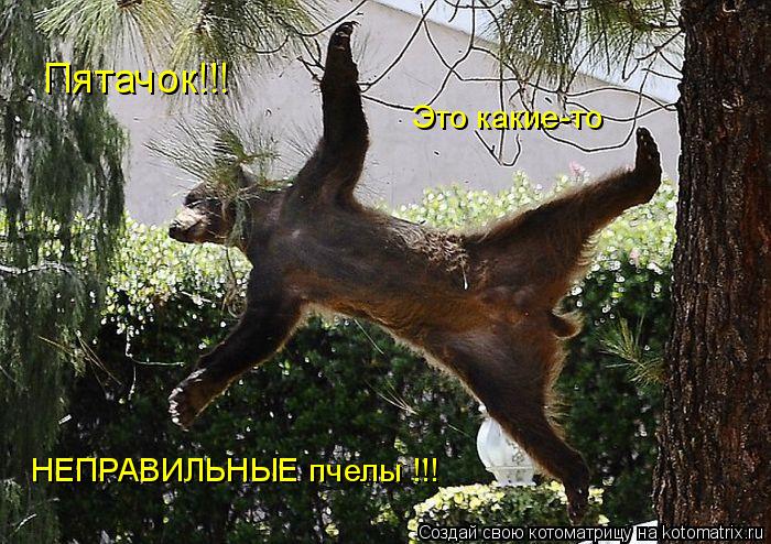Пятачок!!! Это какие-то НЕПРАВИЛЬНЫЕ пчелы !!!... Котоматрица: Пятачок!!! Это какие-то НЕПРАВИЛЬНЫЕ пчелы !!!