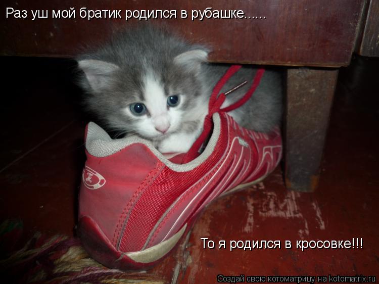 Раз уш мой братик родился в рубашке...... То я родился в кросовке!!!... Котоматрица: Раз уш мой братик родился в рубашке...... То я родился в кросовке!!!
