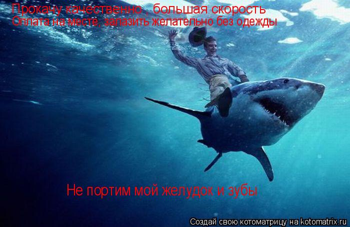 Прокачу качественно , большая скорость Оплата на месте, залазить желательно без одежды Не портим мой ... Котоматрица: Прокачу качественно , большая скорость Оплата на месте, залазить желательно без одежды Не портим мой желудок и зубы