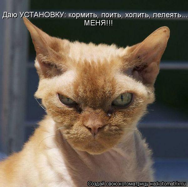 МЕНЯ!!! Даю УСТАНОВКУ: кормить, поить, холить, лелеять...... Котоматрица: МЕНЯ!!! Даю УСТАНОВКУ: кормить, поить, холить, лелеять...