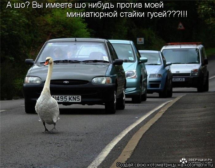А шо? Вы имеете шо нибудь против моей миниатюрной стайки гусей???!!!... Котоматрица: А шо? Вы имеете шо нибудь против моей миниатюрной стайки гусей???!!!