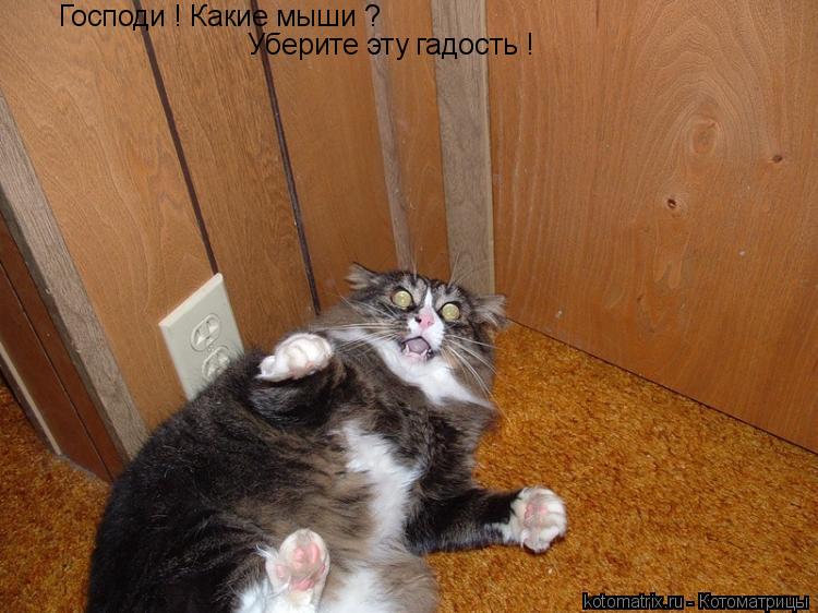 Уберите эту гадость ! Господи ! Какие мыши ?... Котоматрица: Уберите эту гадость ! Господи ! Какие мыши ?