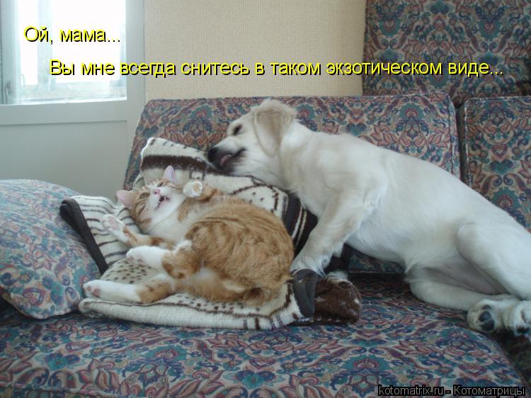 Ой, мама... Вы мне всегда снитесь в таком экзотическом виде...... Котоматрица: Ой, мама... Вы мне всегда снитесь в таком экзотическом виде...