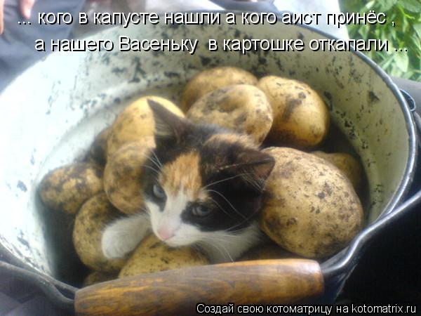 ... кого в капусте нашли а кого аист принёс , а нашего Васеньку в картошке откапали ...... Котоматрица: ... кого в капусте нашли а кого аист принёс , а нашего Васеньку в картошке откапали ...