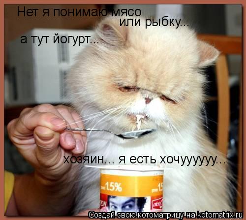 Нет я понимаю мясо или рыбку... а тут йогурт... хозяин... я есть хочуууууу...... Котоматрица: Нет я понимаю мясо или рыбку... а тут йогурт... хозяин... я есть хочуууууу...