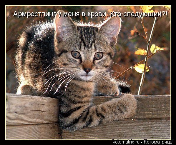 Армрестлинг у меня в крови. Кто следующий?!... Котоматрица: Армрестлинг у меня в крови. Кто следующий?!