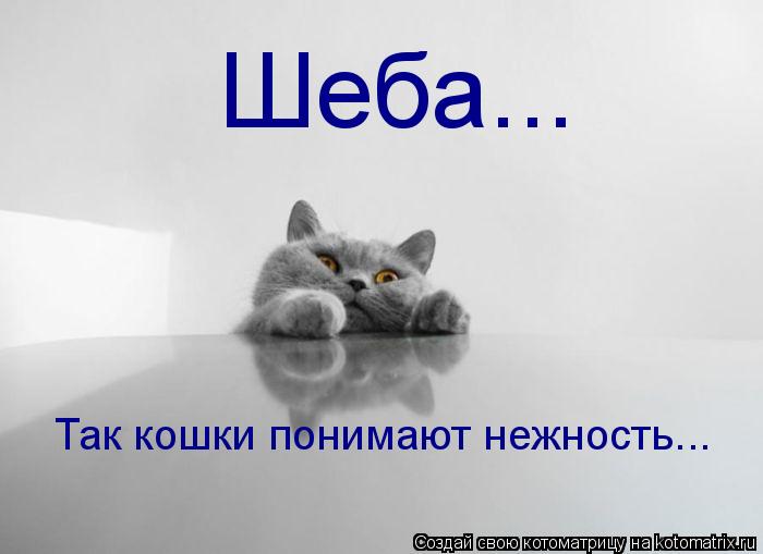 Шеба... Так кошки понимают нежность...... Котоматрица: Шеба... Так кошки понимают нежность...