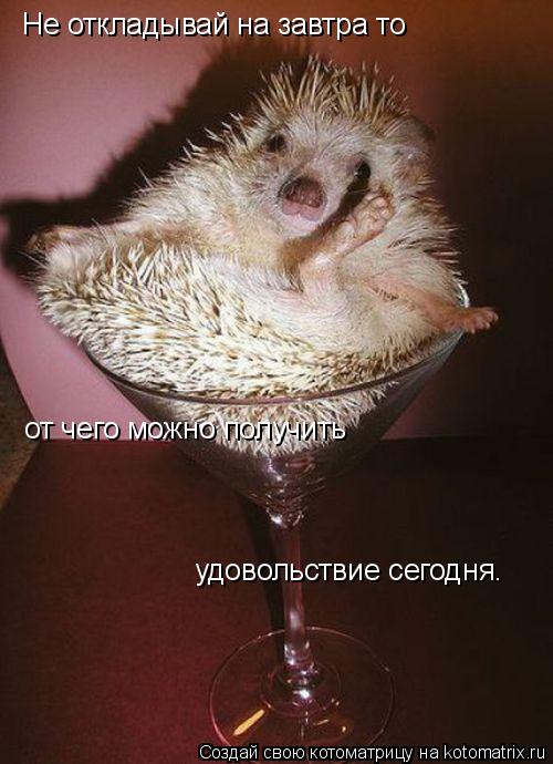 Не откладывай на завтра то от чего можно получить удовольствие сегодня.... Котоматрица: Не откладывай на завтра то от чего можно получить удовольствие сегодня.