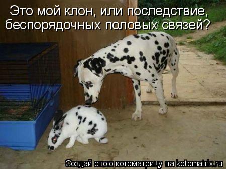 Это мой клон, или последствие, беспорядочных половых связей?... Котоматрица: Это мой клон, или последствие, беспорядочных половых связей?