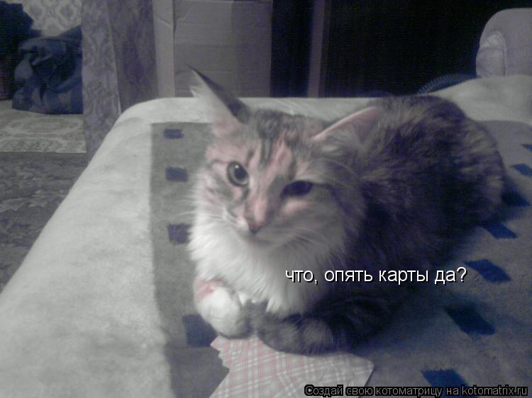 что, опять карты да?... Котоматрица: что, опять карты да?