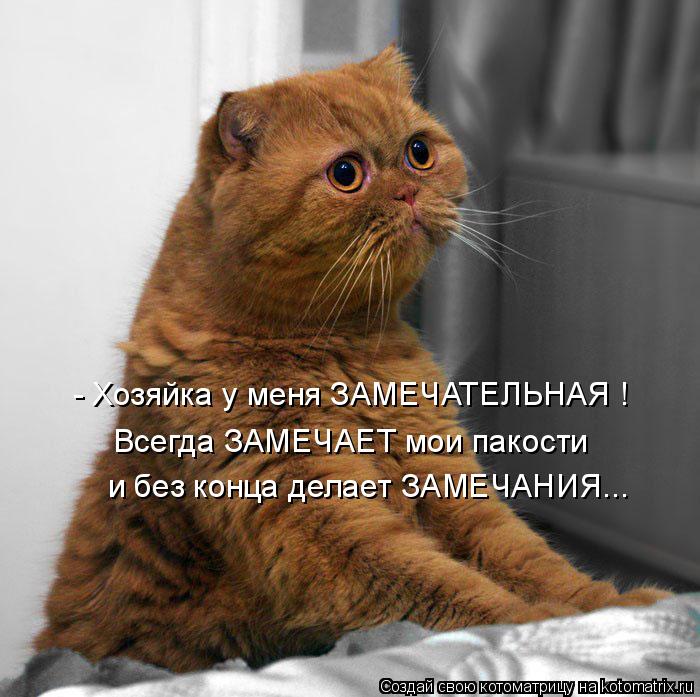 - Хозяйка у меня ЗАМЕЧАТЕЛЬНАЯ ! Всегда ЗАМЕЧАЕТ мои пакости и без конца делает ЗАМЕЧАНИЯ...... Котоматрица: - Хозяйка у меня ЗАМЕЧАТЕЛЬНАЯ ! Всегда ЗАМЕЧАЕТ мои пакости и без конца делает ЗАМЕЧАНИЯ...