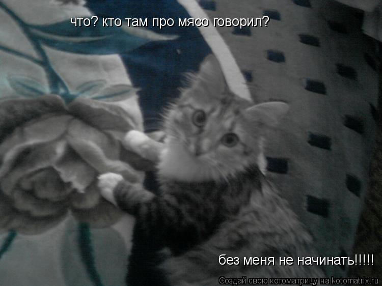 что? кто там про мясо говорил? без меня не начинать!!!!!... Котоматрица: что? кто там про мясо говорил? без меня не начинать!!!!!