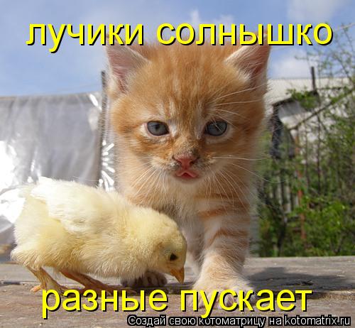 разные пускает лучики солнышко... Котоматрица: разные пускает лучики солнышко