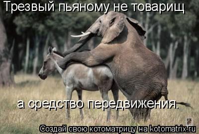 Трезвый пьяному не товарищ а средство передвижения.... Котоматрица: Трезвый пьяному не товарищ а средство передвижения.
