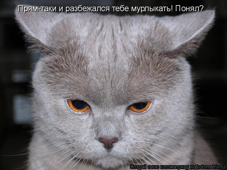 Прям-таки и разбежался тебе мурлыкать! Понял?... Котоматрица: Прям-таки и разбежался тебе мурлыкать! Понял?