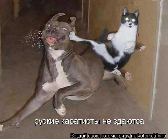 руские каратисты не здаютса... Котоматрица: руские каратисты не здаютса