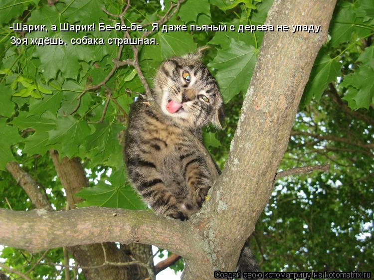 -Шарик, а Шарик! Бе-бе-бе.. Я даже пьяный с дерева не упаду. Зря ждёшь, собака страшная.... Котоматрица: -Шарик, а Шарик! Бе-бе-бе.. Я даже пьяный с дерева не упаду. Зря ждёшь, собака страшная.