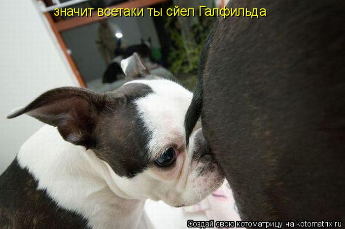 значит всетаки ты сйел Галфильда... Котоматрица: значит всетаки ты сйел Галфильда
