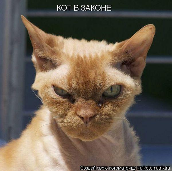 КОТ В ЗАКОНЕ... Котоматрица: КОТ В ЗАКОНЕ