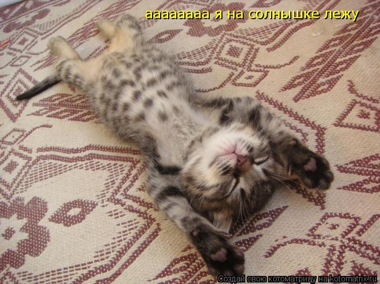 аааааааа я на солнышке лежу... Котоматрица: аааааааа я на солнышке лежу