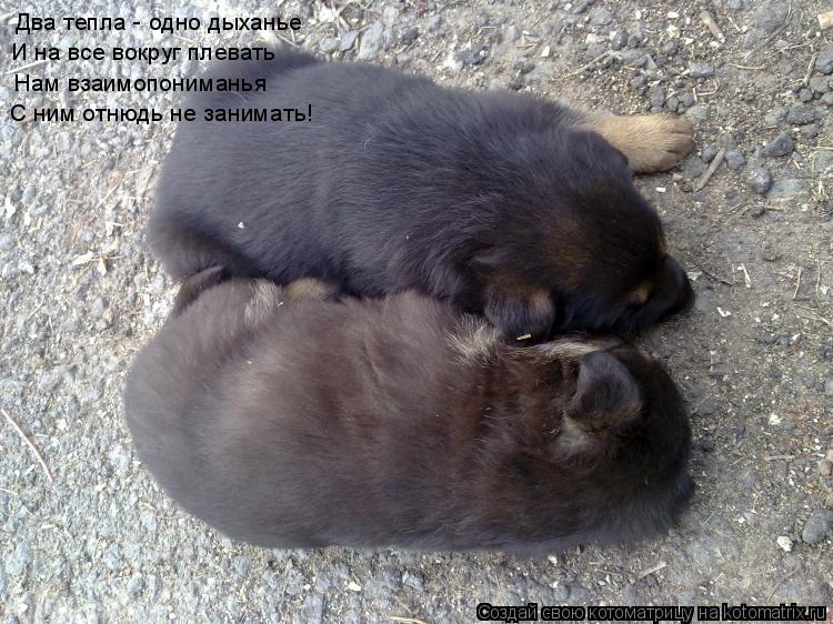 Два тепла - одно дыханье И на все вокруг плевать Нам взаимопониманья С ним отнюдь не занимать!... Котоматрица: Два тепла - одно дыханье И на все вокруг плевать Нам взаимопониманья С ним отнюдь не занимать!