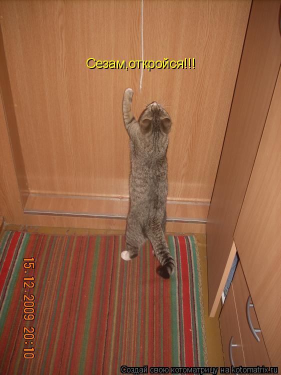 Сезам,откройся!!!... Котоматрица: Сезам,откройся!!!