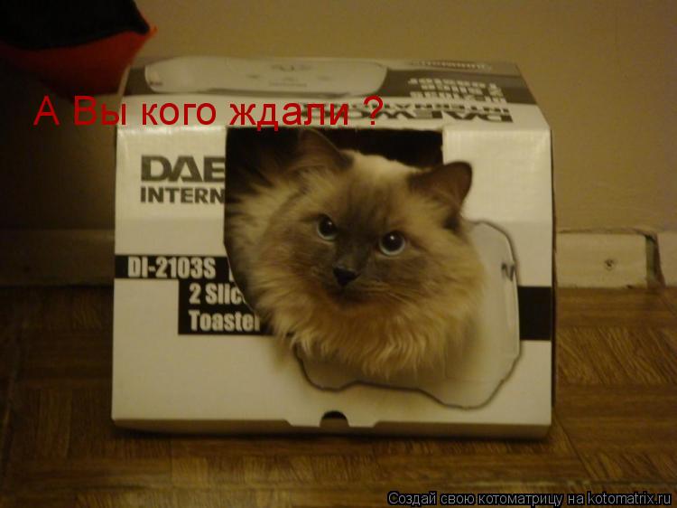 А Вы кого ждали ?... Котоматрица: А Вы кого ждали ?