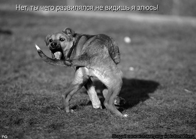 Нет, ты чего развилялся,не видишь я злюсь!... Котоматрица: Нет, ты чего развилялся,не видишь я злюсь!