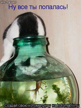 Ну все ты попалась!... Котоматрица: Ну все ты попалась!