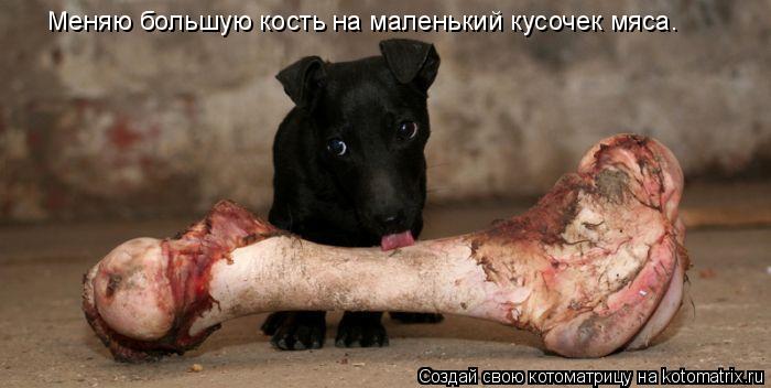 Меняю большую кость на маленький кусочек мяса.... Котоматрица: Меняю большую кость на маленький кусочек мяса.
