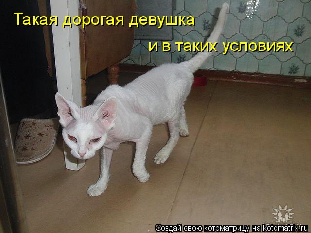 Такая дорогая девушка и в таких условиях... Котоматрица: Такая дорогая девушка и в таких условиях
